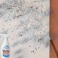 Wall Mold Remover Spray